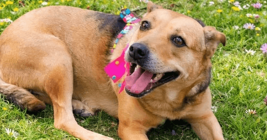 Belinda - Australian Shepherd available for adoption in British Columbia
