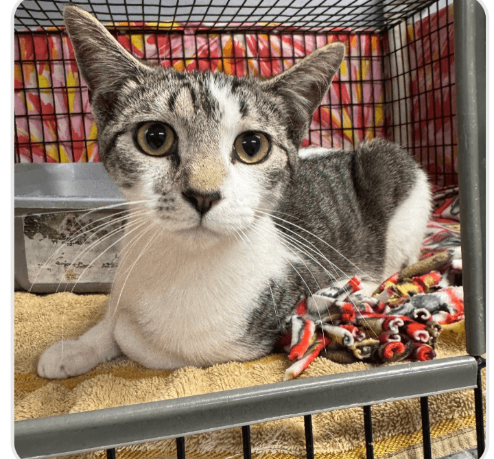Mouse - Domestic Short Hair / Tabby cat available for adoption at Embrace a Discarded Animal Society in Vancouver