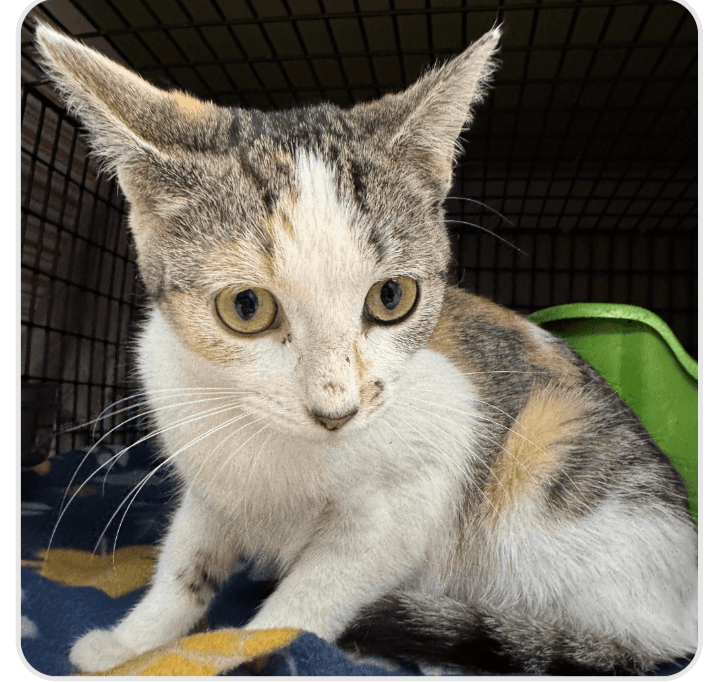 Margot - Domestic Short Hair / Tabby cat available for adoption at Embrace a Discarded Animal Society in Vancouver