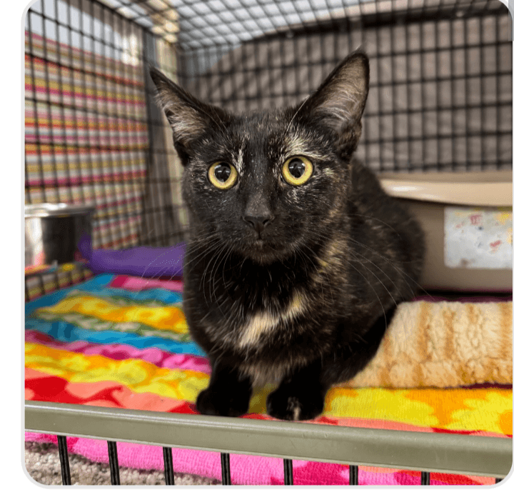 Lavender - Domestic Short Hair cat available for adoption at Embrace a Discarded Animal Society in Vancouver