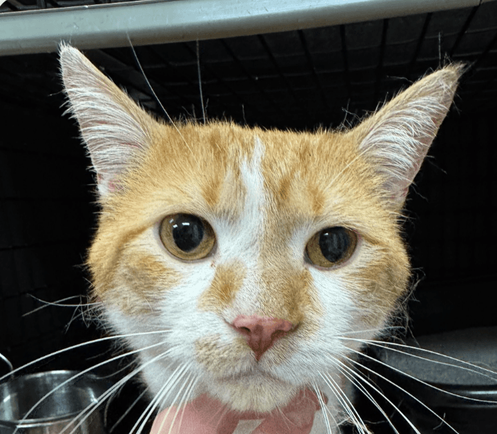 Phoenix - Domestic Short Hair cat available for adoption at Embrace a Discarded Animal Society in Vancouver