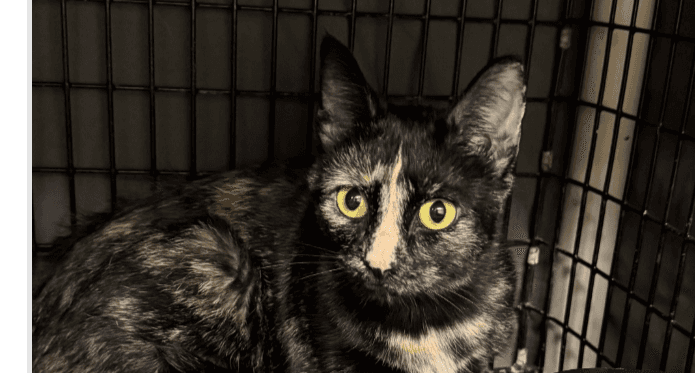 Kitty - Domestic Short Hair cat available for adoption at Embrace a Discarded Animal Society in Vancouver