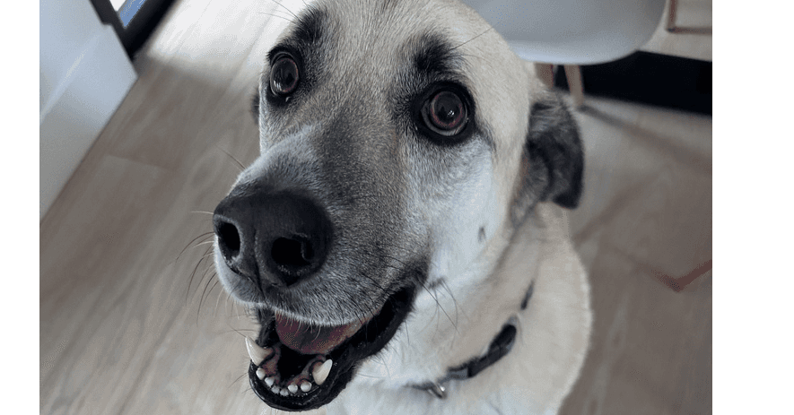 Mr Murray - Labrador Retriever / Anatolian Shepherd available for adoption at Loved at Last Dog Rescue in Vancouver