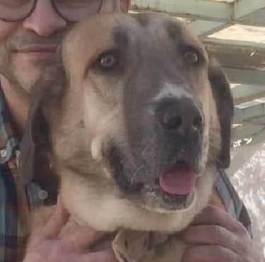 Sweet - Golden Retriever / Labrador Retriever available for adoption