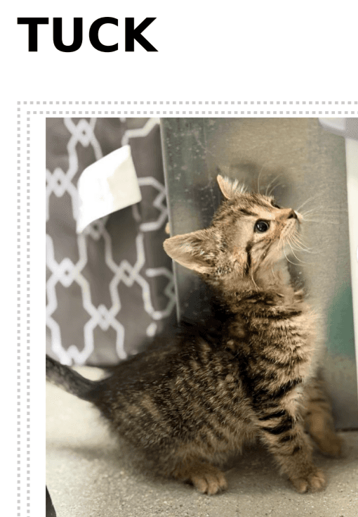 Tuck - Domestic Short Hair / Tabby cat available for adoption at Embrace a Discarded Animal Society in Vancouver