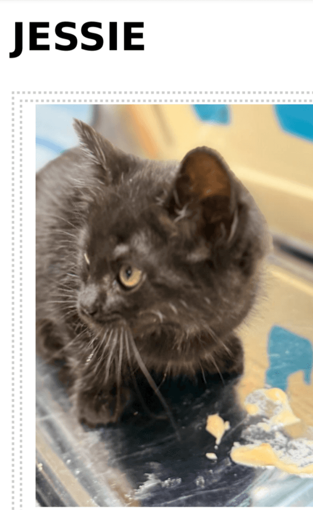 Jessie - Domestic Short Hair cat available for adoption at Embrace a Discarded Animal Society in Vancouver