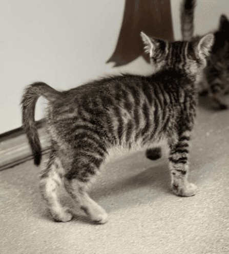 Cookie - Domestic Short Hair / Tabby cat available for adoption at Embrace a Discarded Animal Society in Vancouver