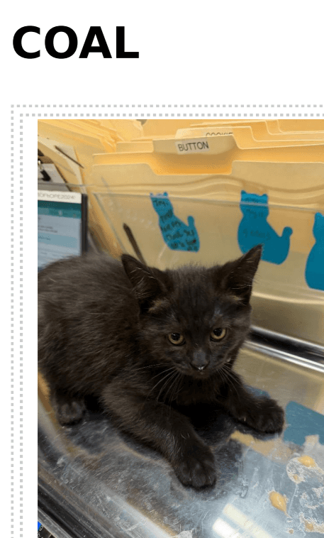 Coal - Domestic Short Hair cat available for adoption at Embrace a Discarded Animal Society in Vancouver