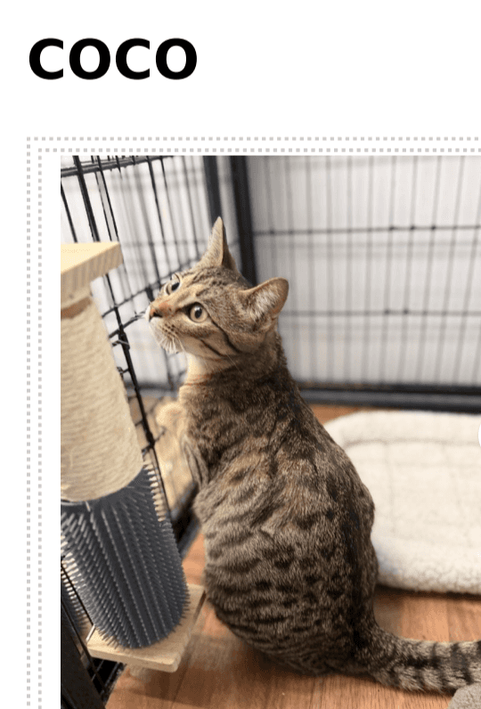 Coco - Domestic Short Hair / Tabby cat available for adoption at Embrace a Discarded Animal Society in Vancouver