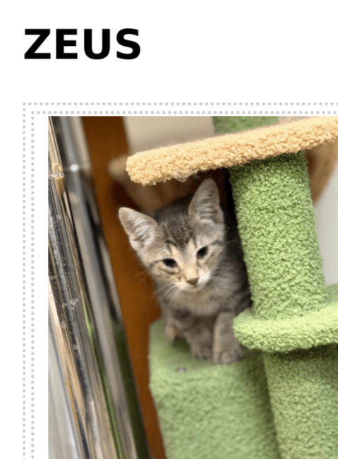 Zeus - Domestic Short Hair / Tabby cat available for adoption at Embrace a Discarded Animal Society in Vancouver