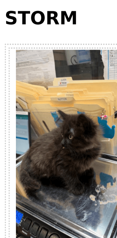 Storm - Domestic Short Hair cat available for adoption at Embrace a Discarded Animal Society in Vancouver