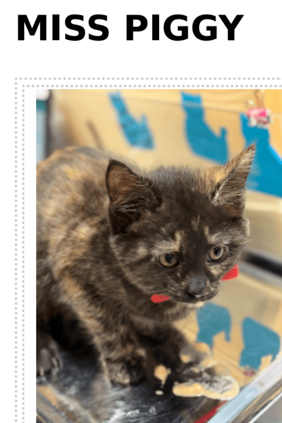 Miss Piggy - Domestic Short Hair cat available for adoption at Embrace a Discarded Animal Society in Vancouver
