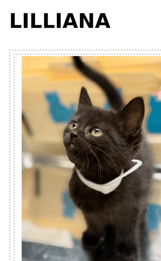 Lilliana - Domestic Short Hair cat available for adoption at Embrace a Discarded Animal Society in Vancouver
