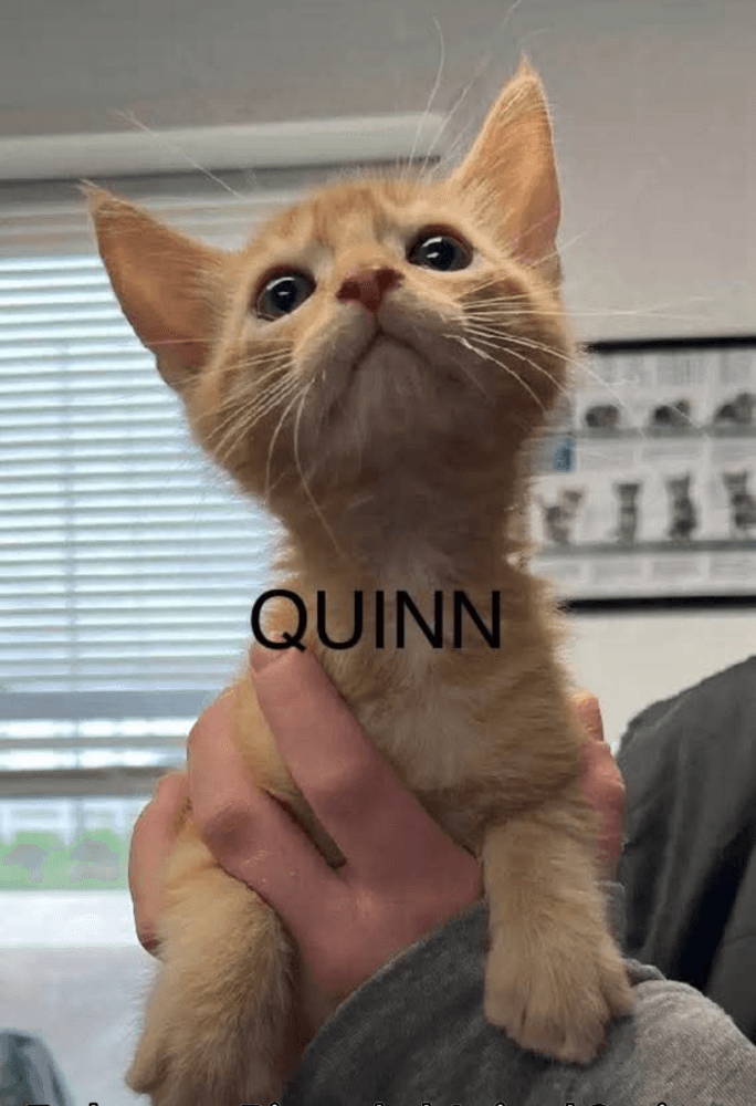 Quinn - Domestic Short Hair cat available for adoption at Embrace a Discarded Animal Society in Vancouver