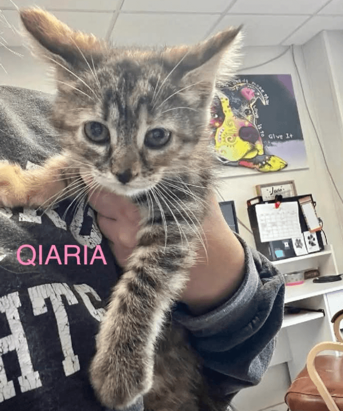Qiara - Domestic Short Hair cat available for adoption at Embrace a Discarded Animal Society in Vancouver