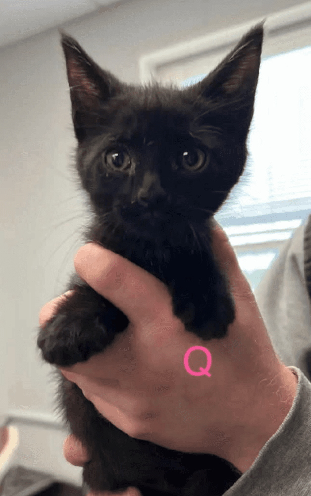 Quibble - Domestic Short Hair cat available for adoption at Embrace a Discarded Animal Society in Vancouver