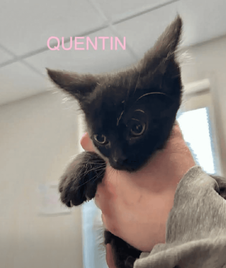 Quentin - Domestic Short Hair cat available for adoption at Embrace a Discarded Animal Society in Vancouver