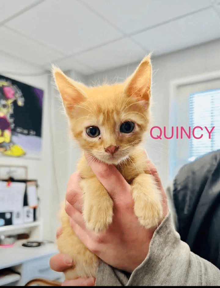 Quincy - Domestic Short Hair cat available for adoption at Embrace a Discarded Animal Society in Vancouver