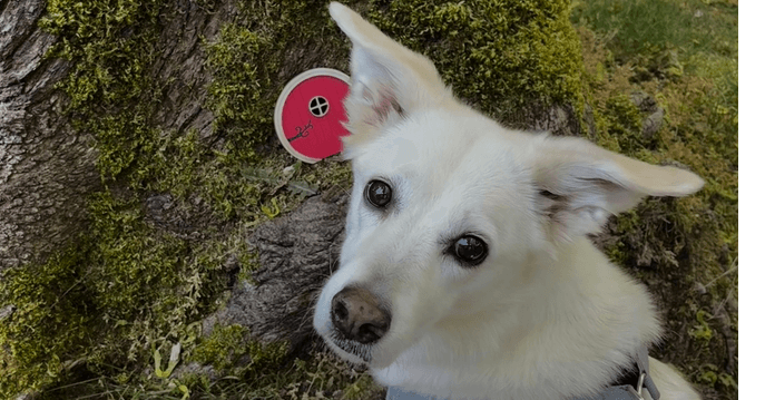 Elsa - Great Pyrenees / Border Collie available for adoption in British Columbia