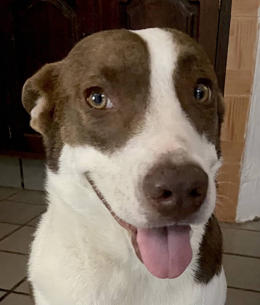 Axel - Catahoula Leopard Dog / Australian Cattle Dog available for adoption at Loved at Last Dog Rescue in Vancouver