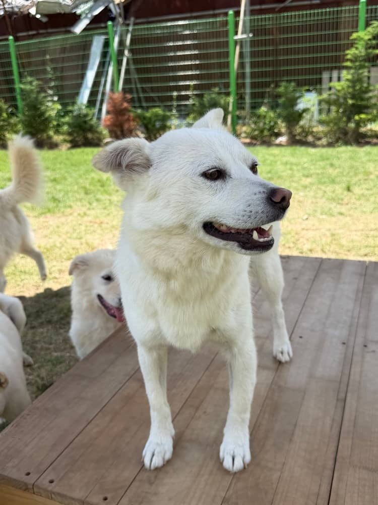 Julie - Jindo available for adoption at Loved at Last Dog Rescue in Vancouver