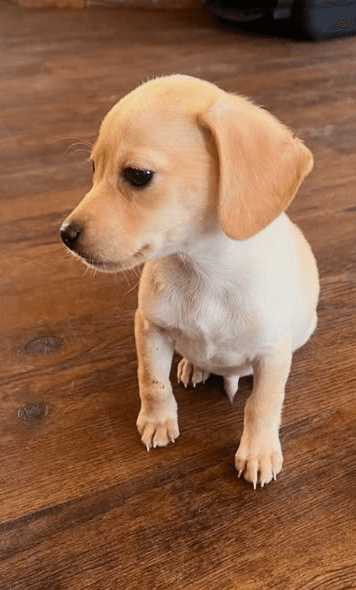 Louie - Chihuahua / Terrier (Unknown Type, Small) available for adoption in British Columbia