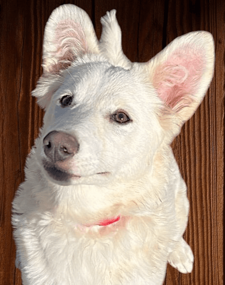 Snowy - Samoyed / White German Shepherd available for adoption