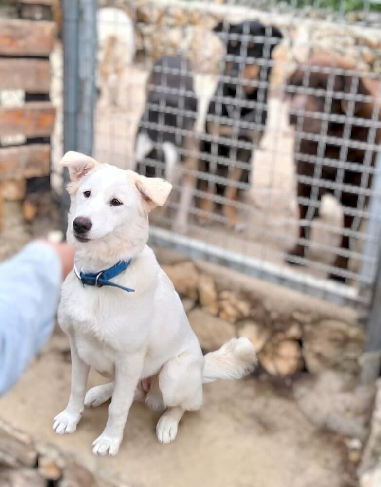 Snowy - Samoyed / White German Shepherd available for adoption