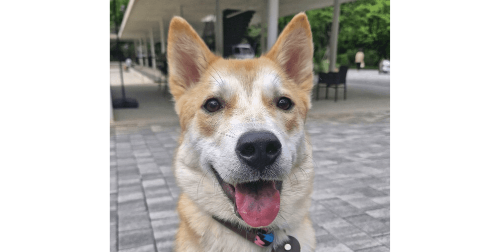 Whisky - Jindo available for adoption