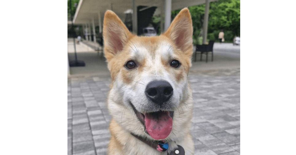 Whisky - Jindo available for adoption