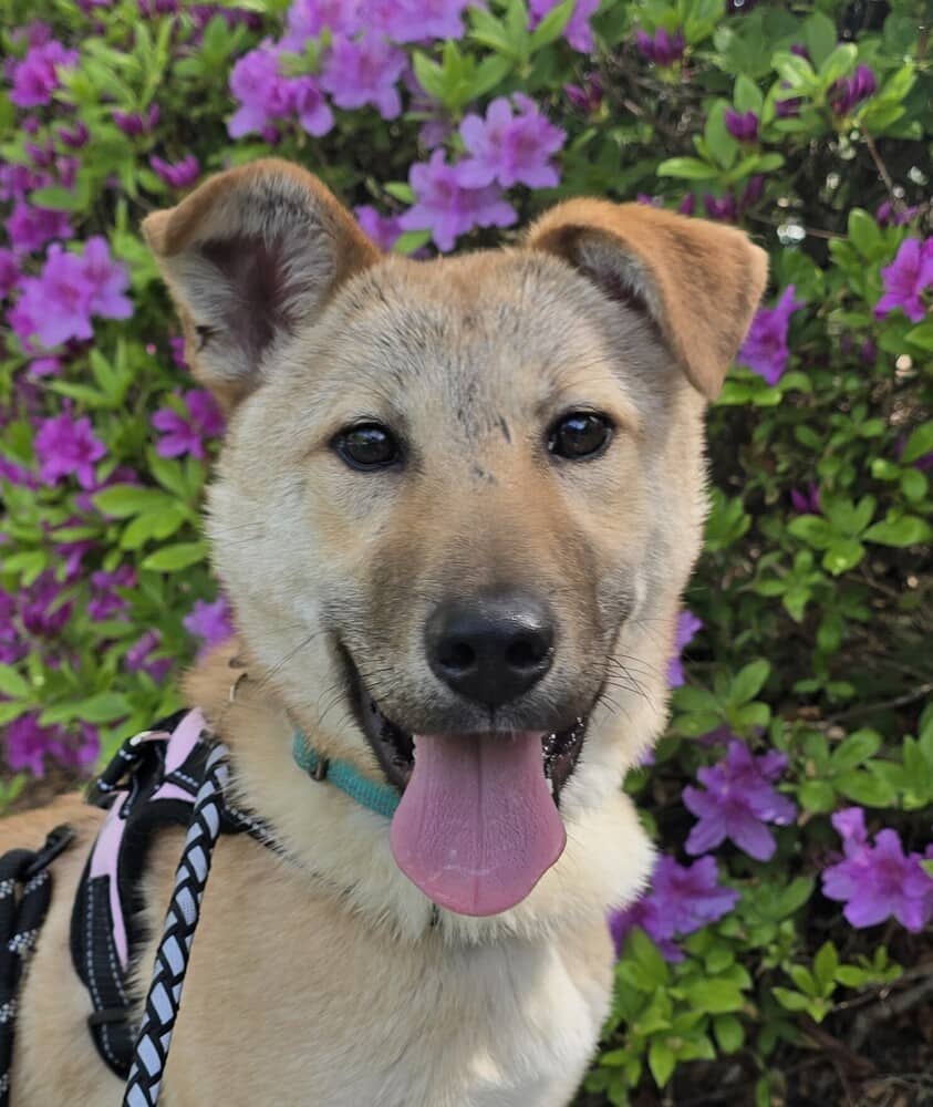 Mario - Jindo available for adoption