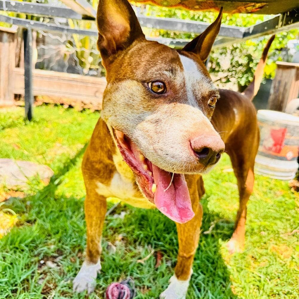 Rocco - American Staffordshire Terrier available for adoption