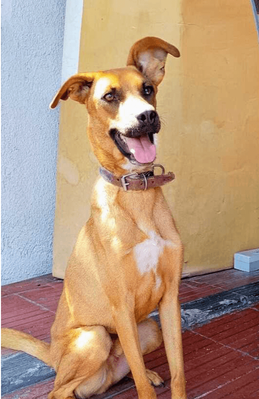 Charlie - Labrador Retriever available for adoption in British Columbia