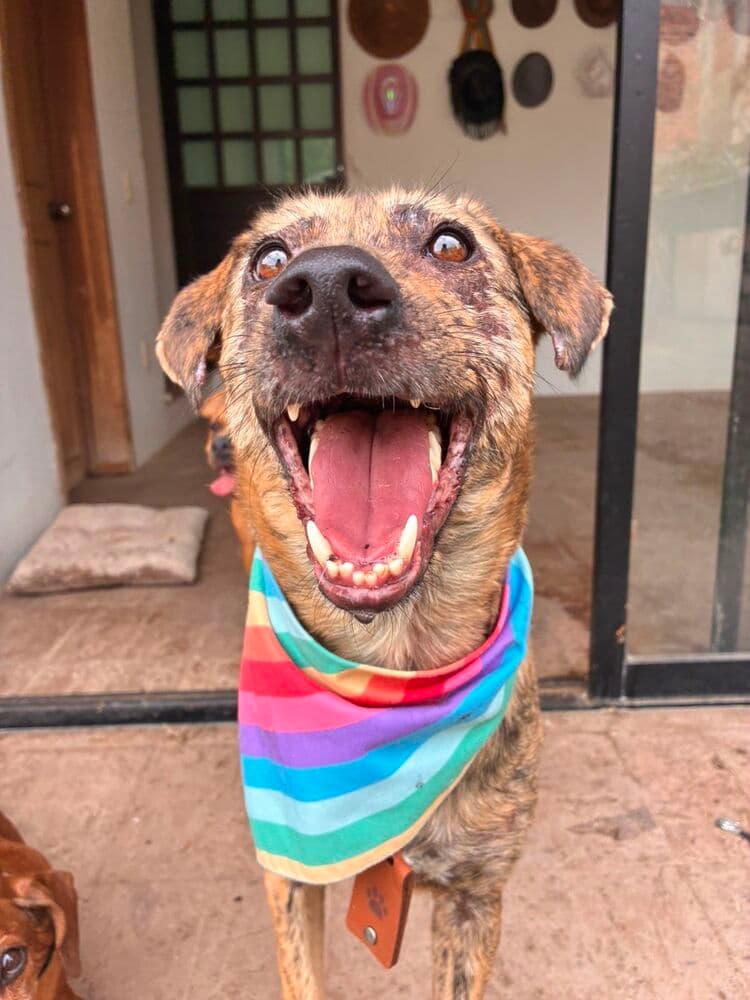 Nessa - Airedale Terrier available for adoption in British Columbia