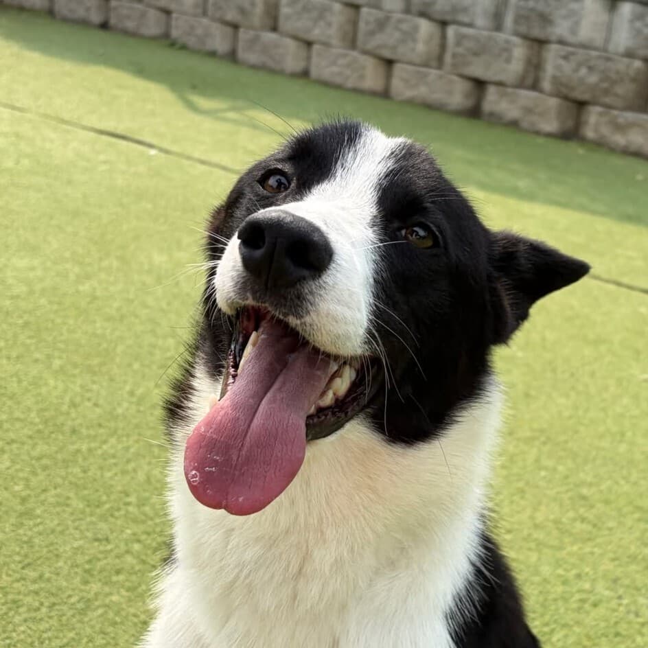 Cola - Border Collie available for adoption