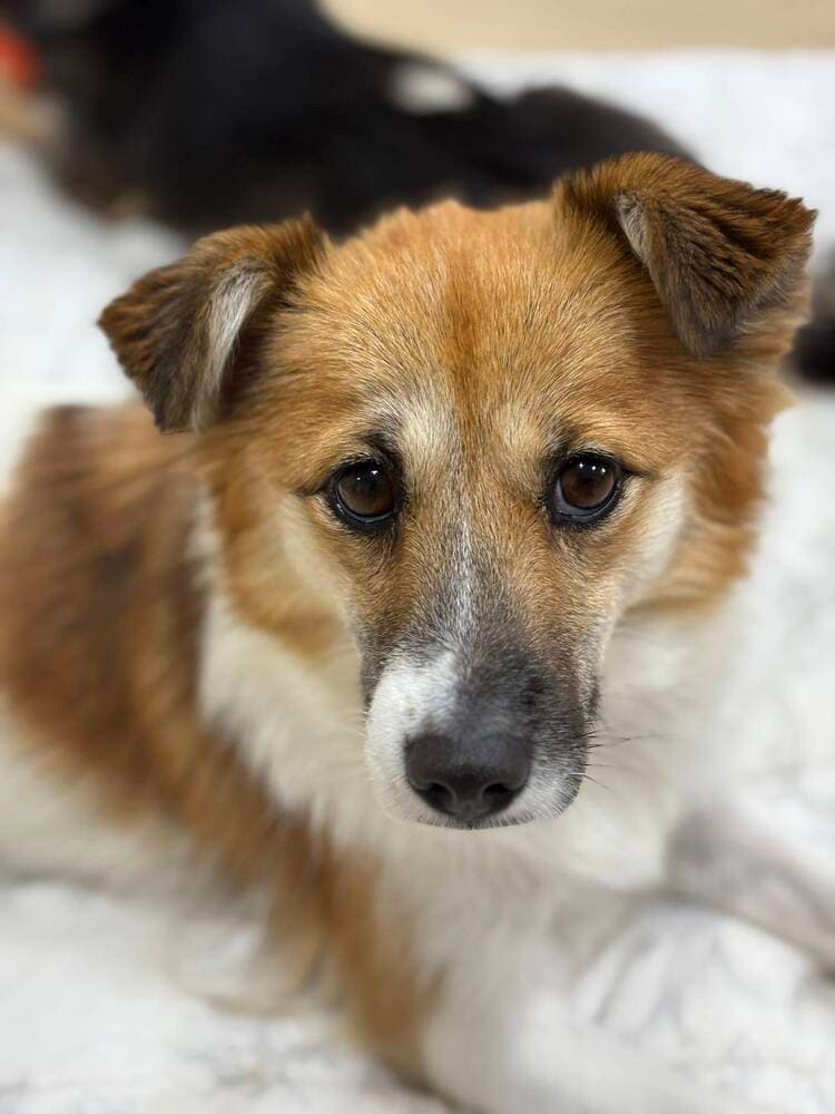 Yuna - Spaniels (Small) / Jack Russell Terrier available for adoption