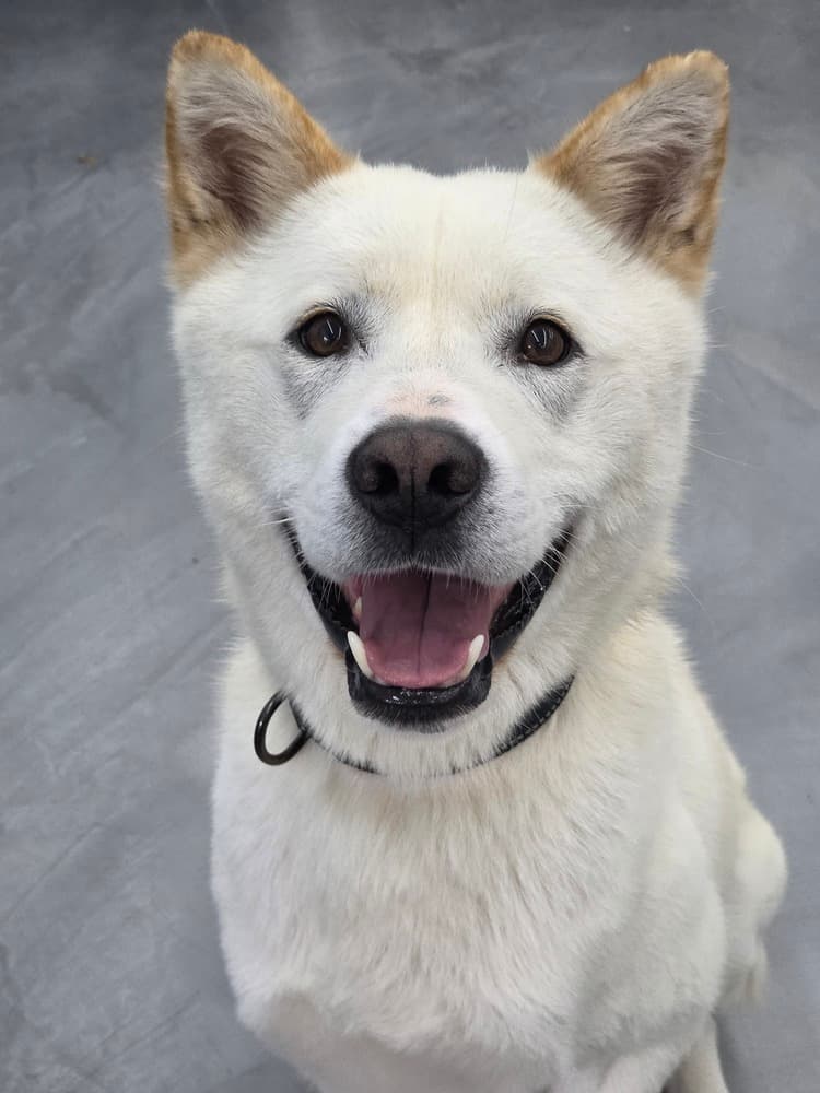 Felix - Jindo available for adoption