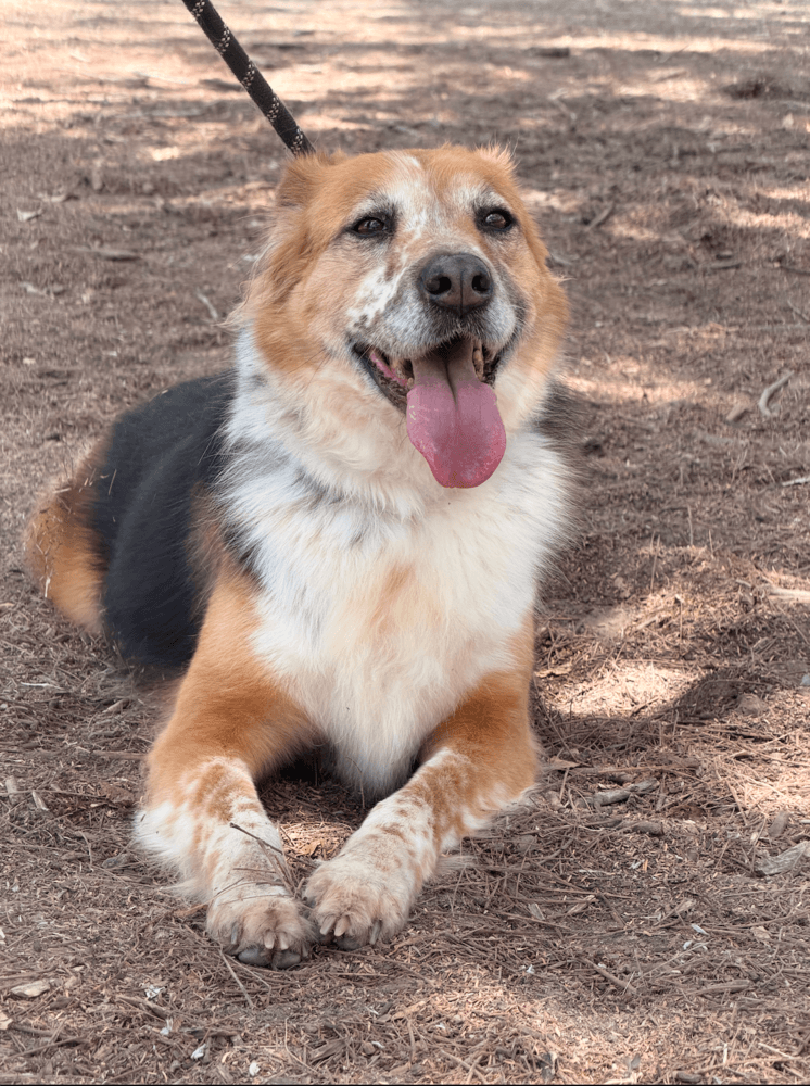 Nena - Border Collie / Sheltie, Shetland Sheepdog available for adoption