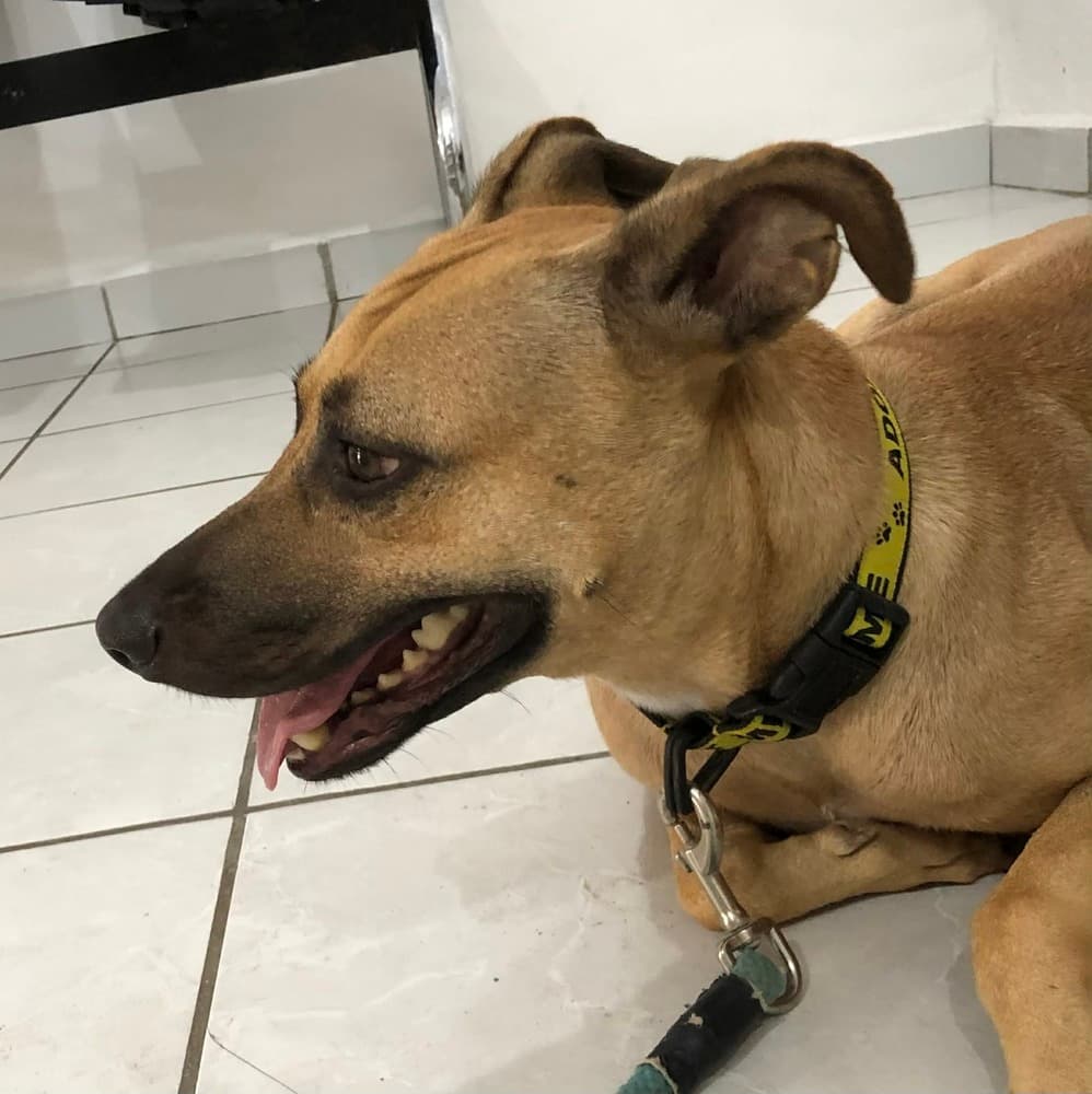 Strawberry - Black Mouth Cur available for adoption