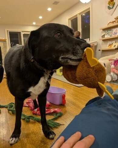 Keta - Labrador Retriever / Border Collie available for adoption