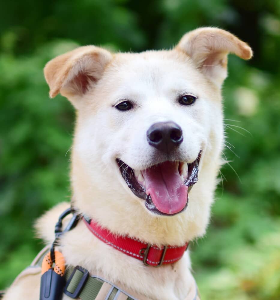 Magellan - Jindo available for adoption