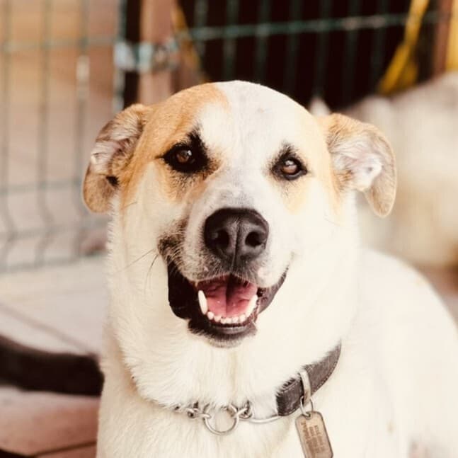 Mateo - Foxhound / Labrador Retriever available for adoption