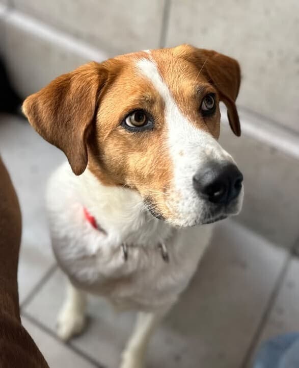 Camilia - Foxhound available for adoption