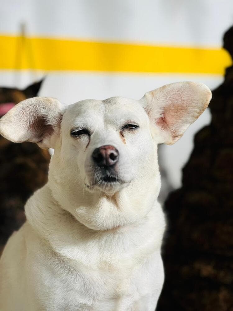 Anastasia - Labrador Retriever / Corgi available for adoption