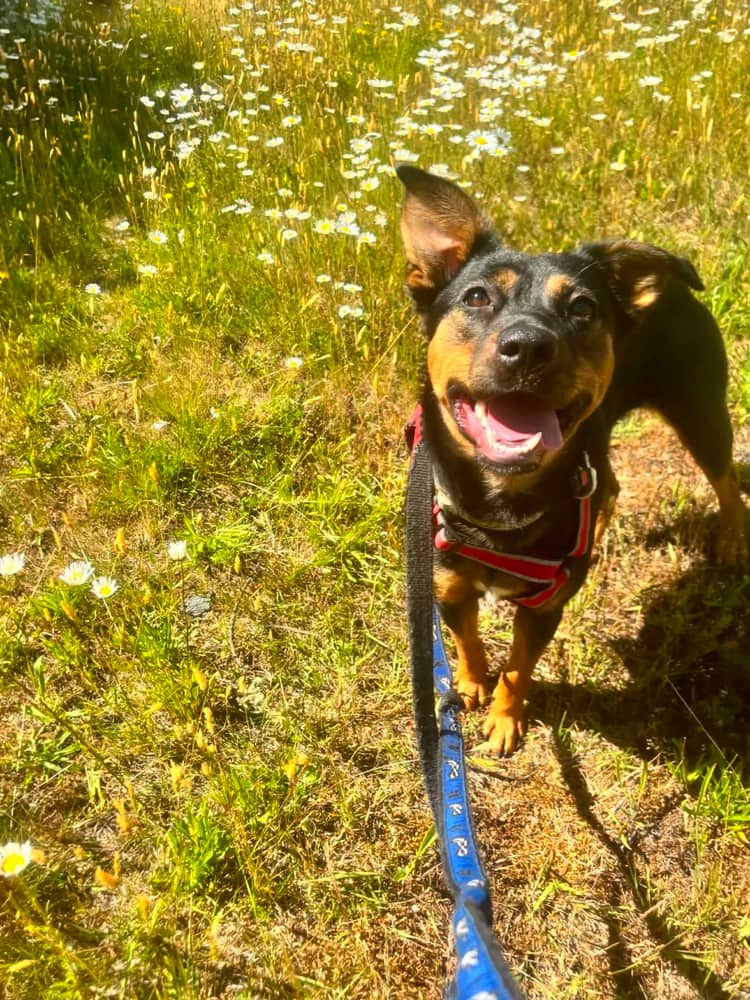 Chili - Mixed Breed available for adoption in Calgary