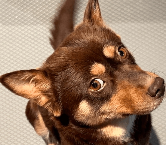 Hongcha - Jindo / Spitz (Unknown Type, Small) available for adoption