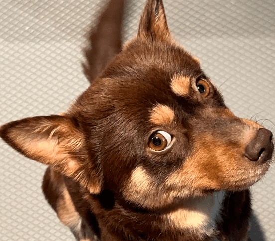 Hongcha - Jindo / Spitz (Unknown Type, Small) available for adoption