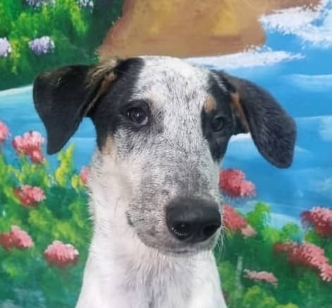 Peter - Dalmatian / Pointer available for adoption