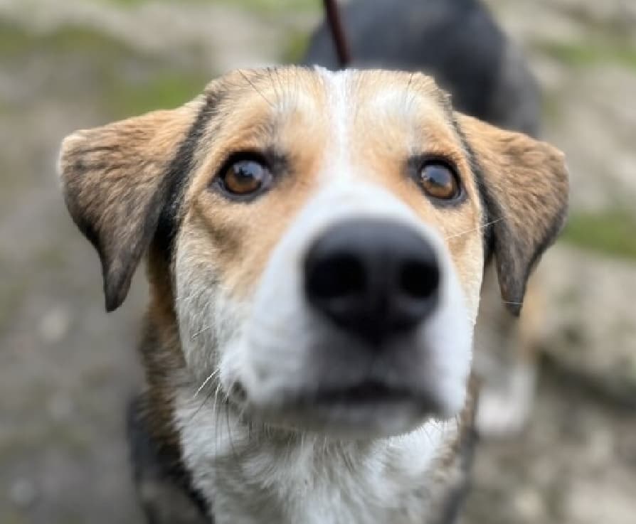 Chanel - Beagle / Husky available for adoption