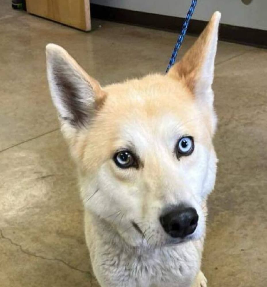 Cobbler - Husky available for adoption